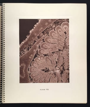 Micrographie Décorative. ALBIN GUILLOT LAURE 1879 1962