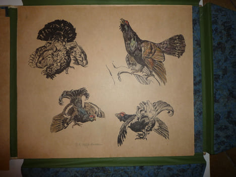 DEUTSCHE JAGD
chasse. VOIGT Otto Edouard