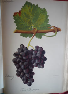 Traité général de viticulture
Ampélographie

