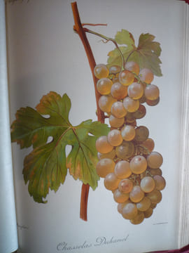 Traité général de viticulture
Ampélographie
. VIALA Pierre et VERMOREL Victor