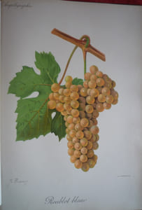 Traité général de viticulture
Ampélographie

