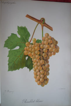 Traité général de viticulture
Ampélographie
. VIALA Pierre et VERMOREL Victor