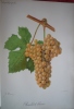 Traité général de viticulture
Ampélographie

. VIALA Pierre et VERMOREL Victor 
