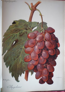 Traité général de viticulture
Ampélographie

