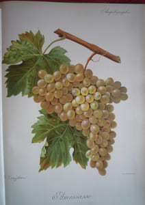 Traité général de viticulture
Ampélographie

