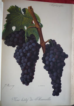 Traité général de viticulture
Ampélographie
. VIALA Pierre et VERMOREL Victor