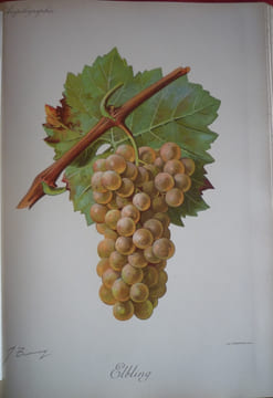 Traité général de viticulture
Ampélographie
. VIALA Pierre et VERMOREL Victor