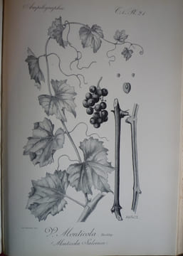 Traité général de viticulture
Ampélographie
. VIALA Pierre et VERMOREL Victor