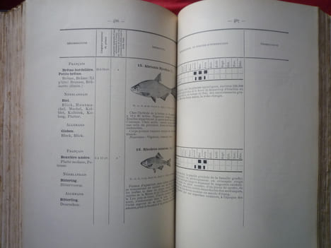Notes sur les forêts, la chasse et la pêche en Belgique
Exposition internationale Bruxelles- Tervueren
. collectif