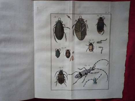 Histoire Abrégée des Insectes,
Dans laquelle ces Animaux sont rangés suivant un ordre méthodique
. Geoffroy