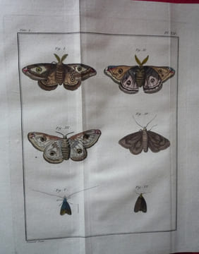 Histoire Abrégée des Insectes,
Dans laquelle ces Animaux sont rangés suivant un ordre méthodique
. Geoffroy