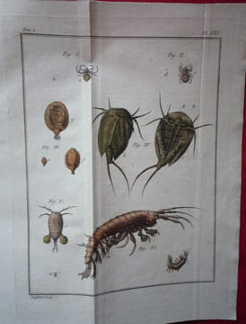 Histoire Abrégée des Insectes,
Dans laquelle ces Animaux sont rangés suivant un ordre méthodique
. Geoffroy