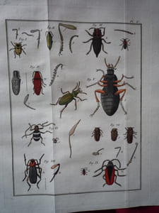 Histoire Abrégée des Insectes,
Dans laquelle ces Animaux sont rangés suivant un ordre méthodique 
