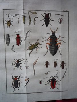 Histoire Abrégée des Insectes,
Dans laquelle ces Animaux sont rangés suivant un ordre méthodique
. Geoffroy