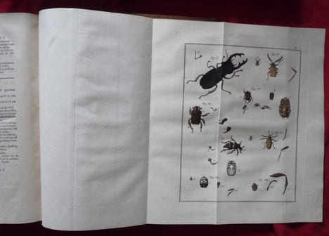 Histoire Abrégée des Insectes,
Dans laquelle ces Animaux sont rangés suivant un ordre méthodique
. Geoffroy