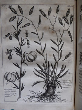 Rariorum Africanarum Plantarum
. BURMANN Johannes