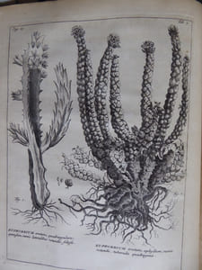 Rariorum Africanarum Plantarum
