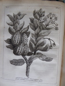 Rariorum Africanarum Plantarum

