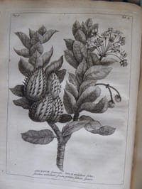 Rariorum Africanarum Plantarum