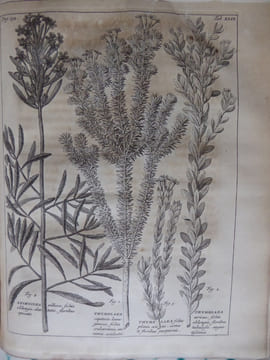 Rariorum Africanarum Plantarum
. BURMANN Johannes