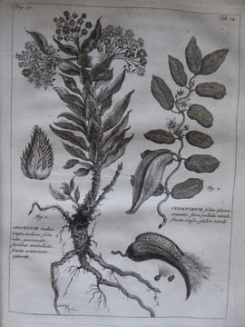 Rariorum Africanarum Plantarum
. BURMANN Johannes