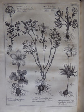 Rariorum Africanarum Plantarum
. BURMANN Johannes