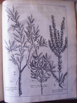 Rariorum Africanarum Plantarum
. BURMANN Johannes