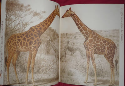 Voyage du Baron Maurice de Rothschild en Afrique Orientale 
1904-1905