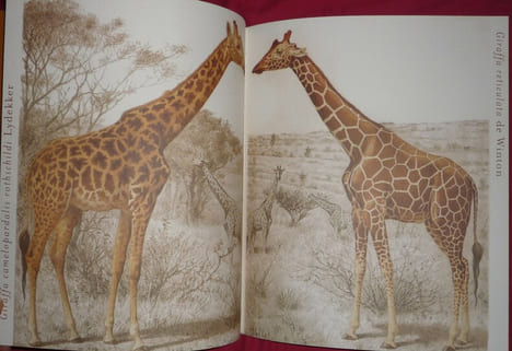 Voyage du Baron Maurice de Rothschild en Afrique Orientale
1904-1905. Rothschild