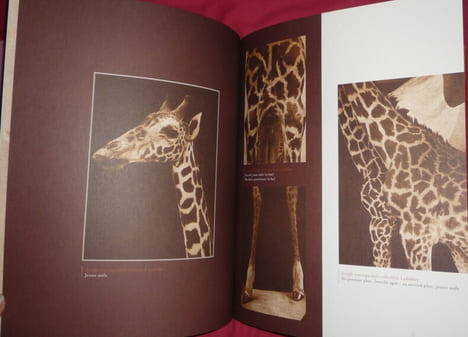 Voyage du Baron Maurice de Rothschild en Afrique Orientale
1904-1905. Rothschild