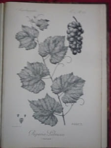 Traité général de viticulture
Ampélographie