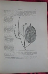 Traité général de viticulture
Ampélographie