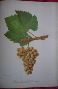 Traité général de viticulture
Ampélographie