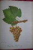 Traité général de viticulture
Ampélographie. VIALA et VERMOREL
Troncy et Kreider
