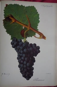 Traité général de viticulture
Ampélographie