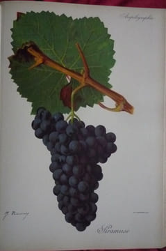 Traité général de viticulture
Ampélographie. VIALA et VERMOREL
Troncy et Kreider