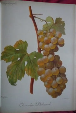 Traité général de viticulture
Ampélographie. VIALA et VERMOREL
Troncy et Kreider