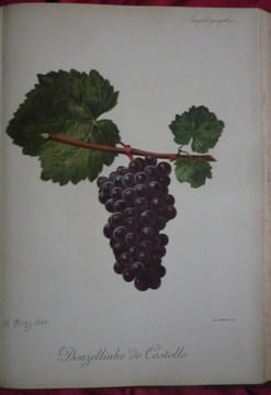 Traité général de viticulture
Ampélographie. VIALA et VERMOREL
Troncy et Kreider
