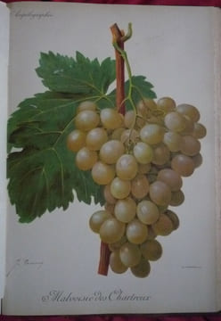 Traité général de viticulture
Ampélographie. VIALA et VERMOREL
Troncy et Kreider