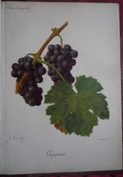 Traité général de viticulture
Ampélographie. VIALA et VERMOREL
Troncy et Kreider