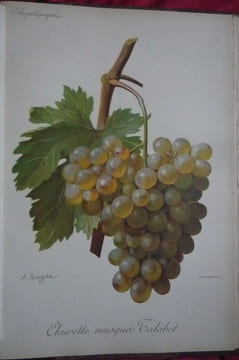 Traité général de viticulture
Ampélographie. VIALA et VERMOREL
Troncy et Kreider