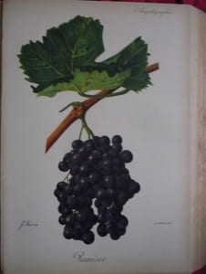 Traité général de viticulture
Ampélographie
