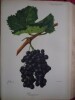 Traité général de viticulture
Ampélographie
. VIALA et VERMOREL