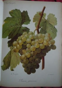 Traité général de viticulture
Ampélographie
