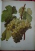 Traité général de viticulture
Ampélographie
. VIALA et VERMOREL