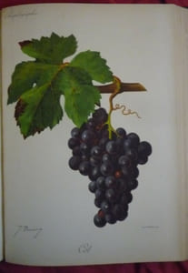 Traité général de viticulture
Ampélographie
