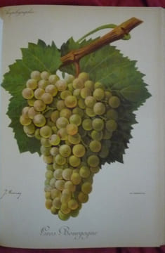 Traité général de viticulture
Ampélographie. VIALA et VERMOREL
