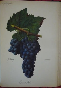 Traité général de viticulture
Ampélographie. VIALA et VERMOREL
