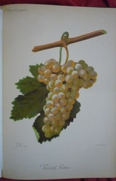 Traité général de viticulture
Ampélographie. VIALA et VERMOREL