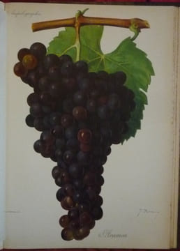 Traité général de viticulture
Ampélographie. VIALA et VERMOREL
